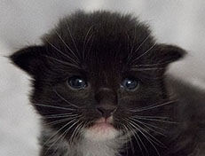 Wildfee's Norwegische Waldkatzen Wildfee's Warin - 2 Wochen alt