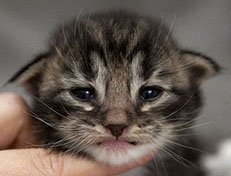 Wildfee's Norwegische Waldkatzen Wildfee's Wesley - 2 Wochen alt