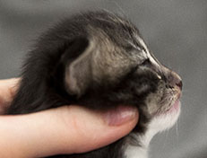 Wildfee's Norwegische Waldkatzen Wildfee's Wesley - 2 Wochen alt