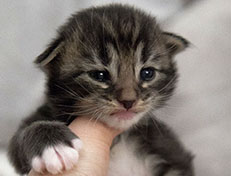 Wildfee's Norwegische Waldkatzen Wildfee's Wesley - 2 Wochen alt