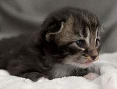 Wildfee's Norwegische Waldkatzen Wildfee's Wesley - 2 Wochen alt