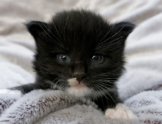 Wildfee's Norwegische Waldkatzen Wildfee's Warhol - 3 Wochen alt