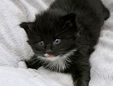 Wildfee's Norwegische Waldkatzen Wildfee's Warhol - 3 Wochen alt