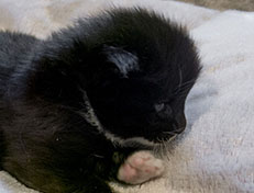 Wildfee's Norwegische Waldkatzen Wildfee's Warhol - 3 Wochen alt