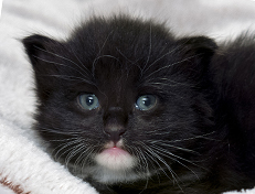 Wildfee's Norwegische Waldkatzen Wildfee's Warin - 3 Wochen alt