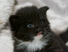 Wildfee's Norwegische Waldkatzen Wildfee's Warin - 3 Wochen alt