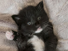 Wildfee's Norwegische Waldkatzen Wildfee's Warin - 3 Wochen alt