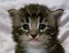 Wildfee's Norwegische Waldkatzen Wildfee's Wesley - 3 Wochen alt