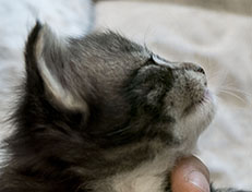 Wildfee's Norwegische Waldkatzen Wildfee's Wesley - 3 Wochen alt