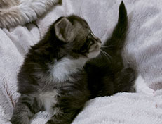 Wildfee's Norwegische Waldkatzen Wildfee's Wesley - 3 Wochen alt