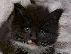 Wildfee's Norwegische Waldkatzen Wildfee's Warhol - 4 Wochen alt