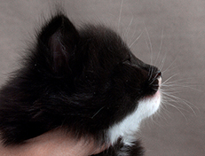 Wildfee's Norwegische Waldkatzen Wildfee's Warhol - 4 Wochen alt