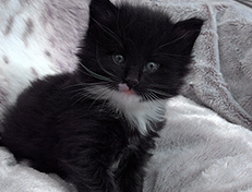 Wildfee's Norwegische Waldkatzen Wildfee's Warhol - 4 Wochen alt