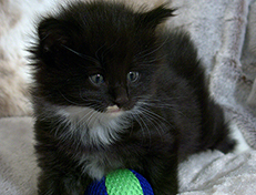 Wildfee's Norwegische Waldkatzen Wildfee's Warhol - 4 Wochen alt