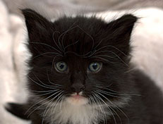 Wildfee's Norwegische Waldkatzen Wildfee's Warin - 4 Wochen alt