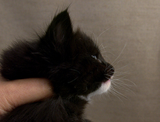 Wildfee's Norwegische Waldkatzen Wildfee's Warin - 4 Wochen alt