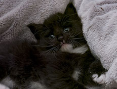 Wildfee's Norwegische Waldkatzen Wildfee's Warin - 4 Wochen alt