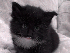 Wildfee's Norwegische Waldkatzen Wildfee's Warin - 4 Wochen alt