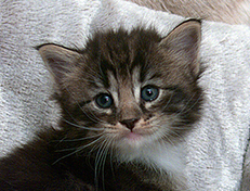 Wildfee's Norwegische Waldkatzen Wildfee's Wesley - 4 Wochen alt