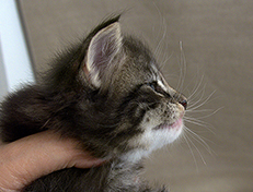 Wildfee's Norwegische Waldkatzen Wildfee's Wesley - 4 Wochen alt