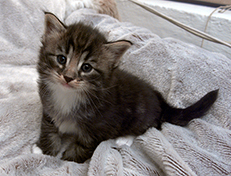 Wildfee's Norwegische Waldkatzen Wildfee's Wesley - 4 Wochen alt