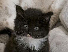 Wildfee's Norwegische Waldkatzen Wildfee's Warhol - 5 Wochen alt