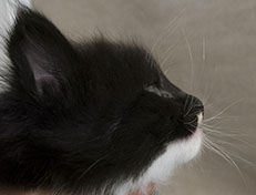 Wildfee's Norwegische Waldkatzen Wildfee's Warhol - 5 Wochen alt