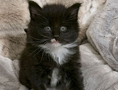 Wildfee's Norwegische Waldkatzen Wildfee's Warhol - 5 Wochen alt