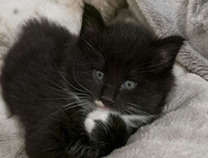 Wildfee's Norwegische Waldkatzen Wildfee's Warhol - 5 Wochen alt