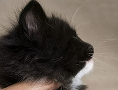 Wildfee's Norwegische Waldkatzen Wildfee's Warin - 5 Wochen alt