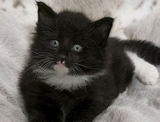 Wildfee's Norwegische Waldkatzen Wildfee's Warin - 5 Wochen alt