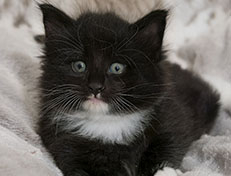 Wildfee's Norwegische Waldkatzen Wildfee's Warin - 5 Wochen alt