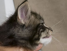 Wildfee's Norwegische Waldkatzen Wildfee's Wesley - 5 Wochen alt