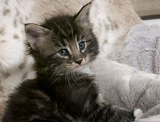 Wildfee's Norwegische Waldkatzen Wildfee's Wesley - 5 Wochen alt