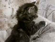 Wildfee's Norwegische Waldkatzen Wildfee's Wesley - 5 Wochen alt