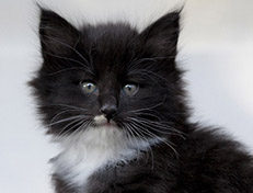 Wildfee's Norwegische Waldkatzen Wildfee's Warhol - 6 Wochen alt