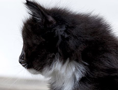 Wildfee's Norwegische Waldkatzen Wildfee's Warhol - 6 Wochen alt