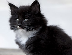 Wildfee's Norwegische Waldkatzen Wildfee's Warhol - 6 Wochen alt