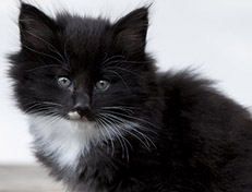 Wildfee's Norwegische Waldkatzen Wildfee's Warhol - 6 Wochen alt