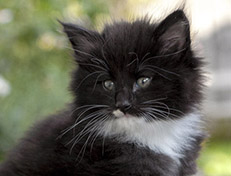 Wildfee's Norwegische Waldkatzen Wildfee's Warhol - 6 Wochen alt