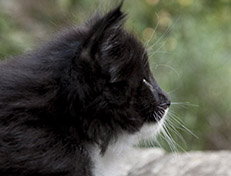 Wildfee's Norwegische Waldkatzen Wildfee's Warhol - 6 Wochen alt