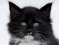 Wildfee's Norwegische Waldkatzen Wildfee's Warin - 6 Wochen alt