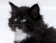 Wildfee's Norwegische Waldkatzen Wildfee's Warin - 6 Wochen alt