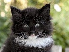 Wildfee's Norwegische Waldkatzen Wildfee's Warin - 6 Wochen alt