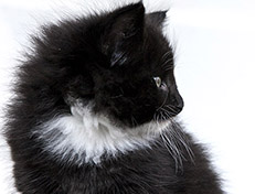 Wildfee's Norwegische Waldkatzen Wildfee's Warin - 6 Wochen alt