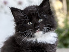 Wildfee's Norwegische Waldkatzen Wildfee's Warin - 6 Wochen alt