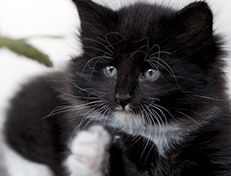 Wildfee's Norwegische Waldkatzen Wildfee's Warin - 6 Wochen alt