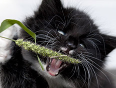 Wildfee's Norwegische Waldkatzen Wildfee's Warin - 6 Wochen alt