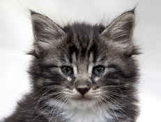 Wildfee's Norwegische Waldkatzen Wildfee's Wesley - 6 Wochen alt