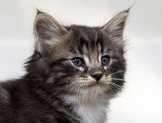 Wildfee's Norwegische Waldkatzen Wildfee's Wesley - 6 Wochen alt